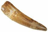 Fossil Spinosaurus Tooth - Real Dinosaur Tooth #346298-1